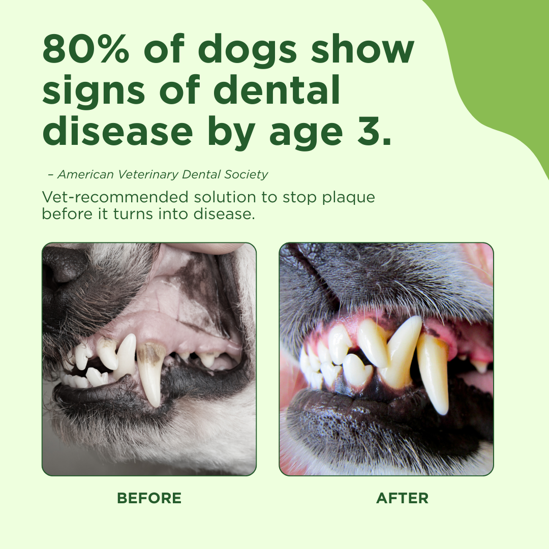 Oral Care Spray Adore Pet