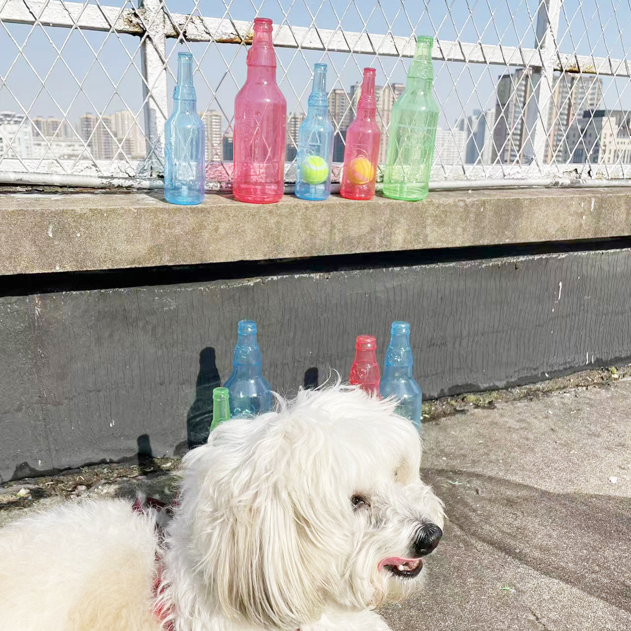 Pet TPR Tennis Bottle Toy Abundance Forge