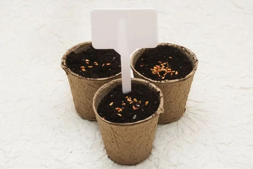 Biodegradable cardboard pots - Abundance Forge